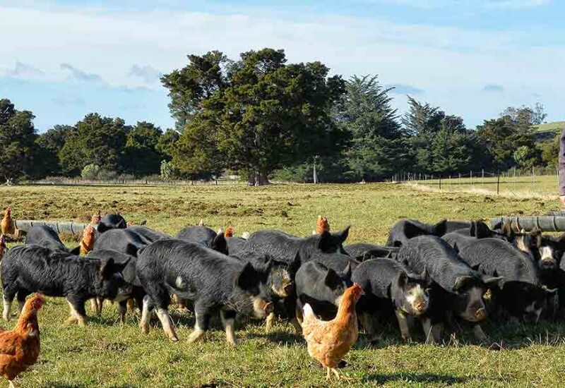 page-banner-animalcare