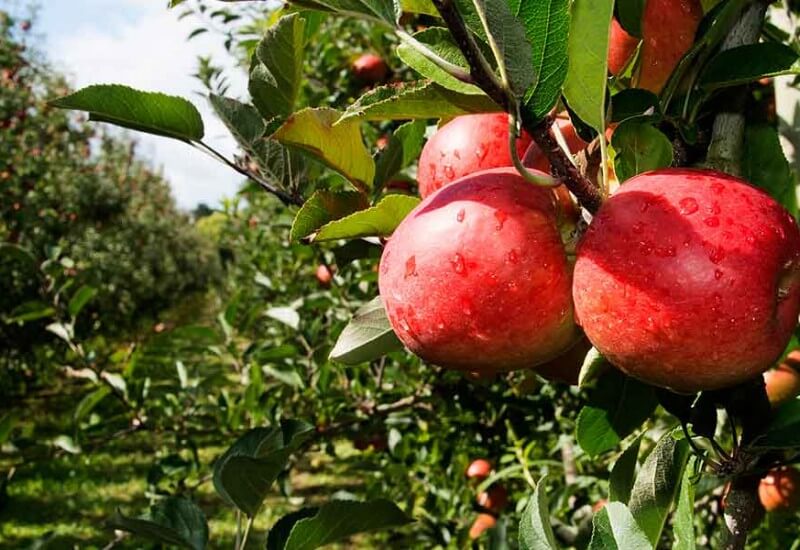 page-banner-horticulture