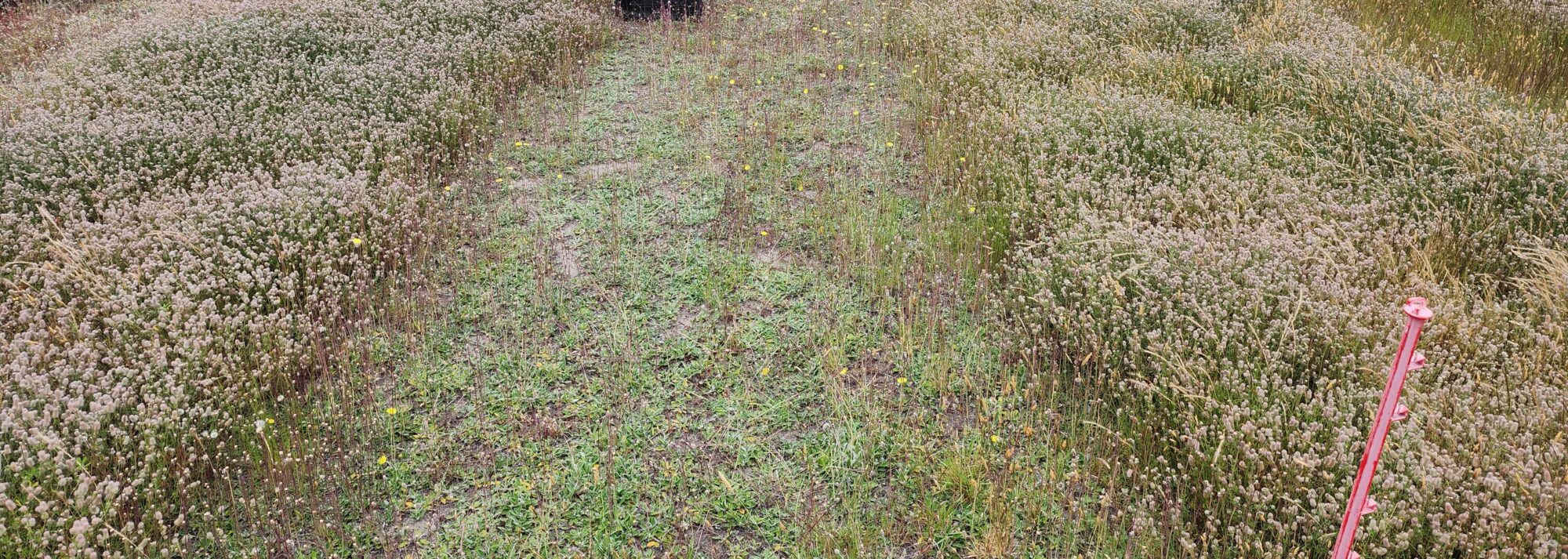 International Grassland Congress (IGC) Presentation BioAg