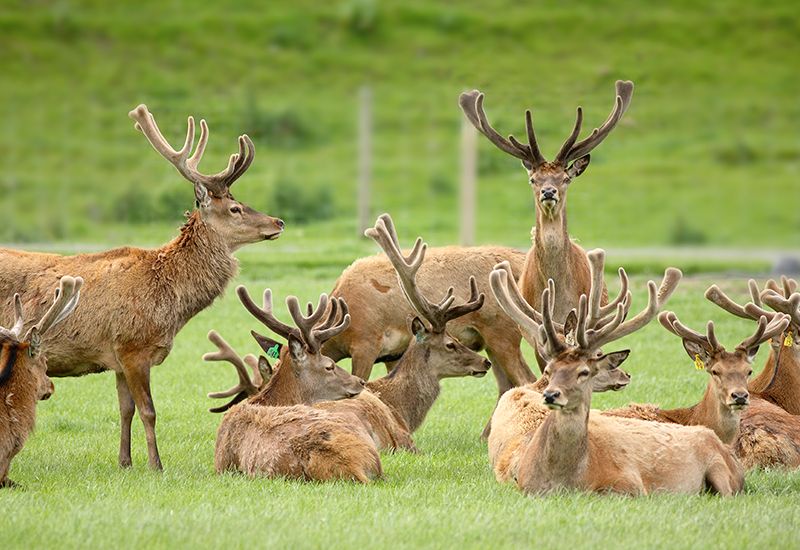 image Deer - BioAg