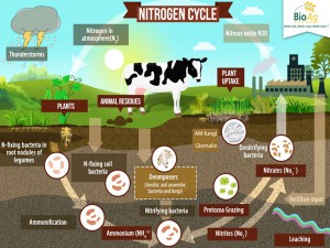 portfolio-BioAg-&-Cycle-Diagram